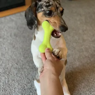 Our doggo loves his new toy that they threw in for free!!