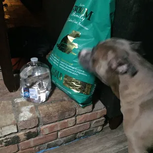 My dog excited about his food and water