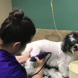 Autumn's 1st Groom at Pets Earth Elkhorn