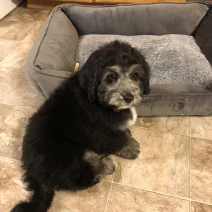Pup fresh from the groomer! We can see his beautiful eyes!