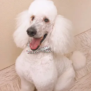 Another wonderful groom!