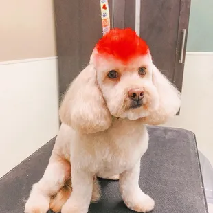 An example of their grooming services!