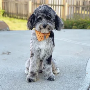 Sitting pretty after being groomed