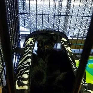 Two black beauties, Ace and Raven!