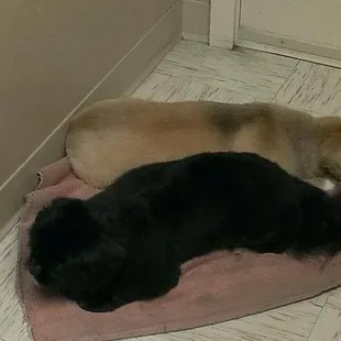 There's no place like Pets Earth grooming!