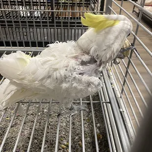 Cockatoo