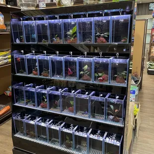 Beta fish display. Very fancy!