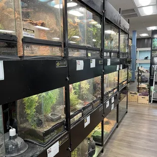 Reptile cages, much better layout than the way it used to be.