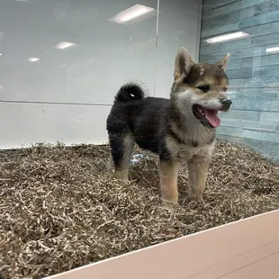 Newer remodeled doggie pens. Better than the grated cages. Much cleaner.