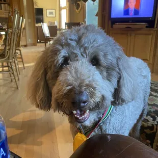 teddy loves to wear his gold medal And show he's A WINNER