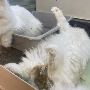 No animal deserves this abuse and cruelty