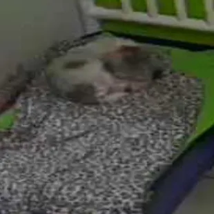 sad dog sits like this for hours on end looking for interaction that i have no proof of ever happening