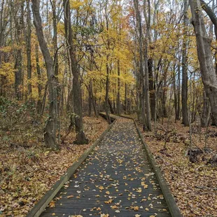 Beautiful boardwalk in late fall
