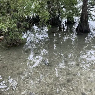 Cypress in Lake Phelps