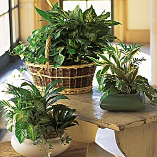 Dish garden in many sizes!