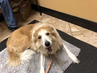 veterinary wellness center