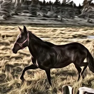 Peruvian mare S.H. Gabriela