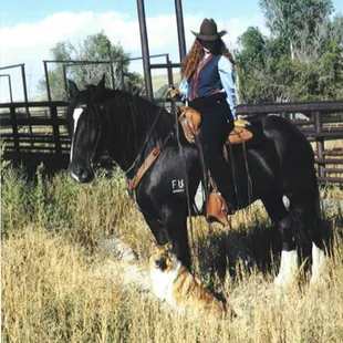 Collie &amp; Shire horse