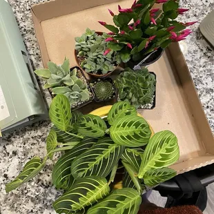 Yellow Prayer plant, succulents, spring cactus