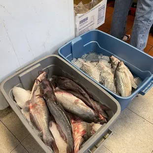 Fish for sale