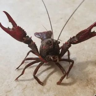 Defensive pose