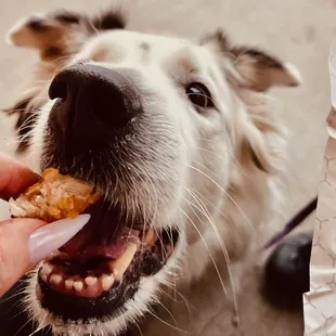 dog enjoying chicken fingers