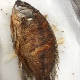 Tilapia