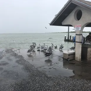 Phillip is expert at cleaning and bagging ur catch .. no waste .. pelicans eats leftover guts