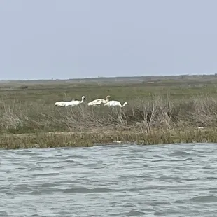 Canadian Whoopers eating crabs in marsh wildlife national park Rockport tx