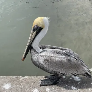Pelican waiting for fish guts