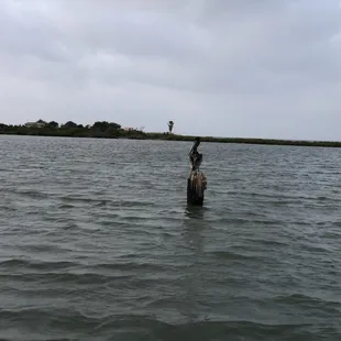 Pelican goose island