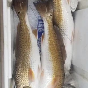 Redfish by Phillip Durst