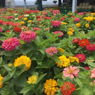 Beautiful selection of both fruit and flora! Smells like summer!