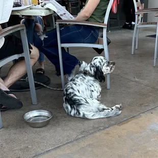 Puppy on the patio. So cute