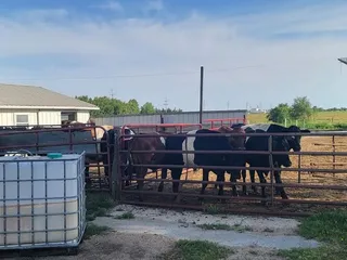 Borntrager Dairy