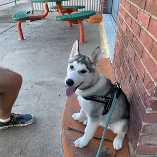 Dog friendly seating