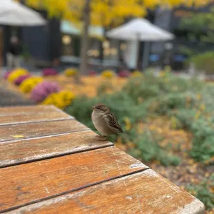 bird that joined us for lunch :) (not on menu)