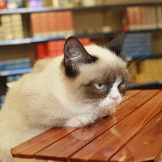 Cat S.