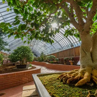 Ornate bonsai fill a colorful tropical paradise at this year&apos;s Orchid and Tropical Bonsai Show. Photo © Paul g. Wiegman