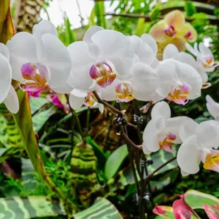 Hundreds of stunning blooms fill a colorful tropical paradise at this year&apos;s Orchid and Tropical Bonsai Show. Photo © Paul g. Wiegman