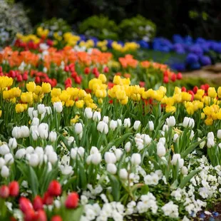 The season of vibrant new life is celebrated with thousands of colorful blooms each year at the Spring Flower Show. Photo © Paul g. Weigman