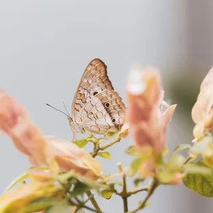 A peacock butterfly in the butterfly forest section.