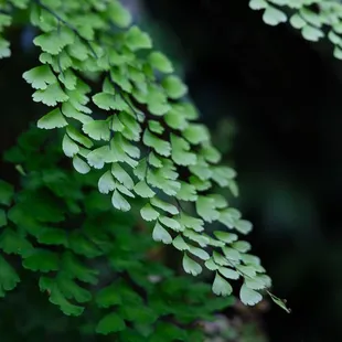 maidenhair fern