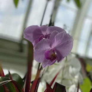 Orchid room