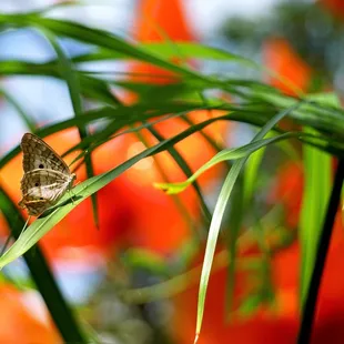 White Peacock Butterfly from Butterfly Forest.
