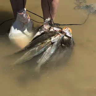 One person&apos;s catch for the day
