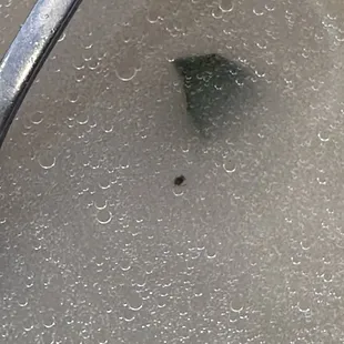 It's a small cockroach