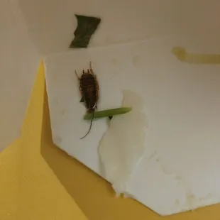 A roach found in my food tonight.    5:45pm. 10/12/17