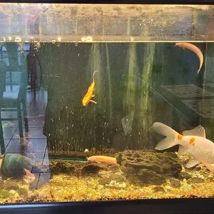 Dirty fish tank as decoration