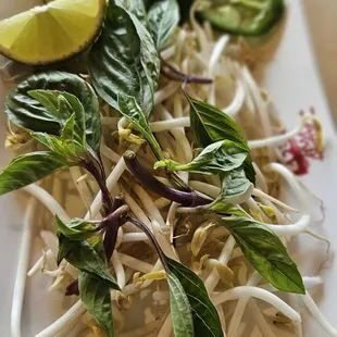 Side of bean sprouts